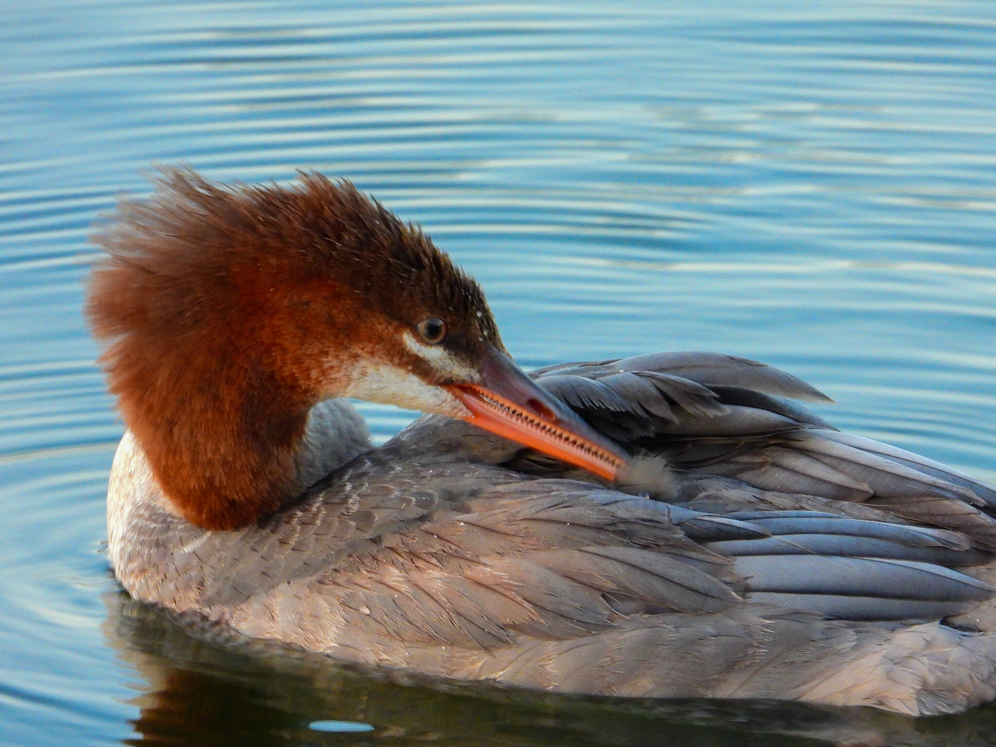 Faune et flore du pays - Le Canard colvert