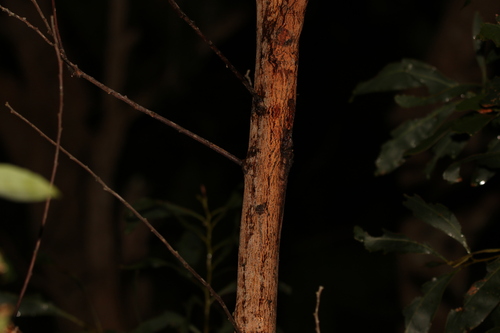 Image of Acacia falciformis by (c) Greg Tasney, some rights reserved (CC BY-SA)
