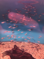 Trigonostigma heteromorpha