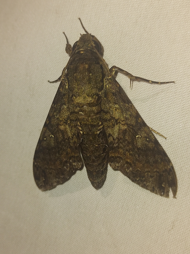 Sphinx Moths from 70297-400 - SH Grande Colorado Condomínio Mansões ...