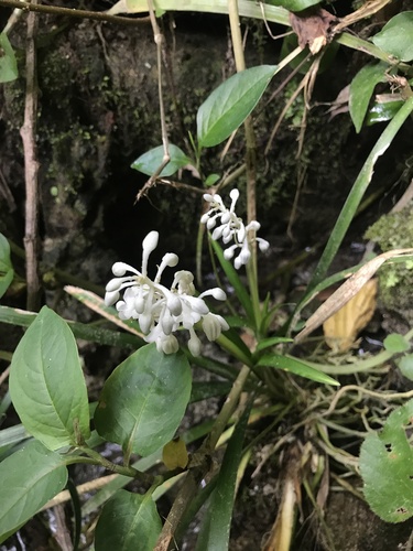 Ophiopogon jaburan