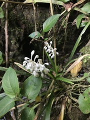 Ophiopogon jaburan