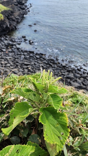 Seashore falsenettle (Boehmeria pannosa)