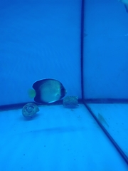 Apolemichthys xanthurus