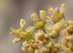 Lichtensteinia interrupta