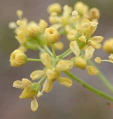 Lichtensteinia interrupta