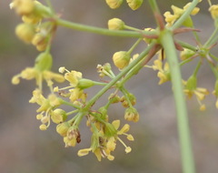 Lichtensteinia interrupta