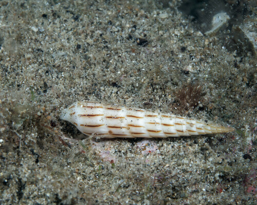 Hastula lanceata observed 2023-09-09