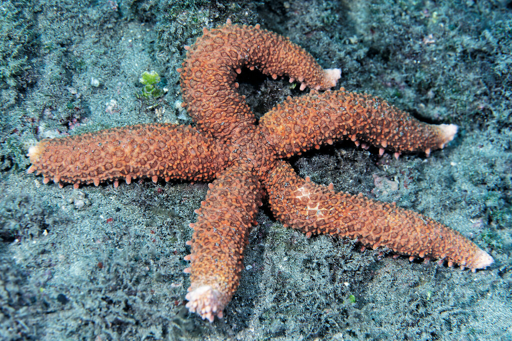 Mithrodia