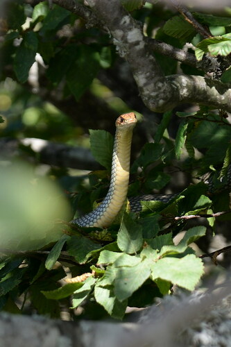 Caspian Whipsnake, Bakhchysarais'kyi, Crimea, Ukraine, photo 9 of 10