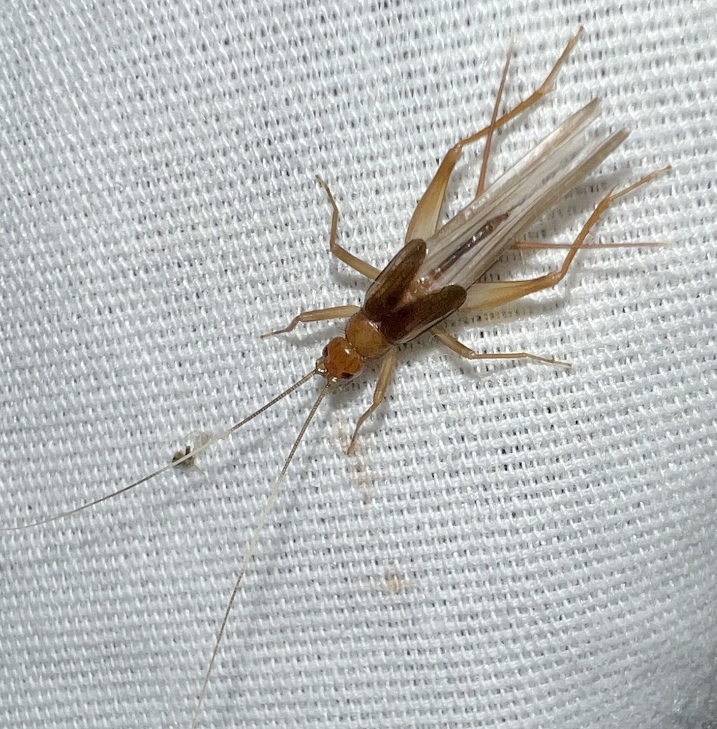 Belfrage's cricket
