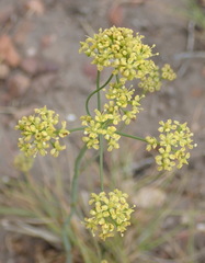 Lichtensteinia interrupta