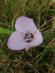 Calochortus uniflorus