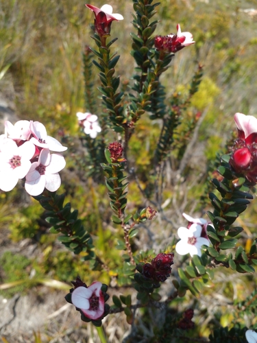 Image of Adenandra uniflora by (c) yusra_joubert, some rights reserved (CC BY)