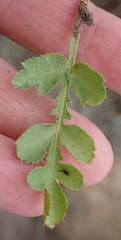 Lichtensteinia interrupta