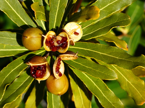 Pittosporum croceum observed 2023-09-10