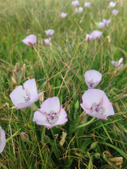 Calochortus uniflorus
