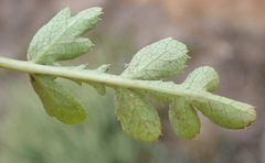 Lichtensteinia interrupta