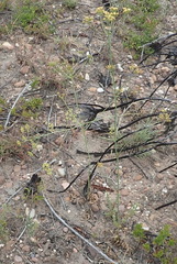 Lichtensteinia interrupta