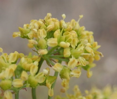 Lichtensteinia interrupta