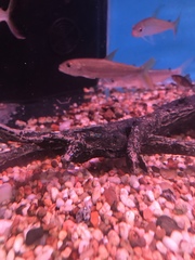 Hydrocynus goliath