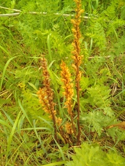 Orobanche bartlingii