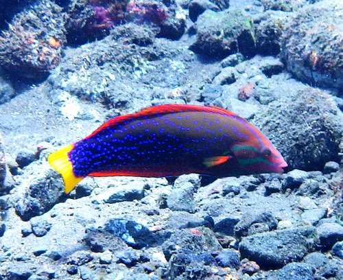 African clown wrasse (Coris gaimard) — Labridae — 5
