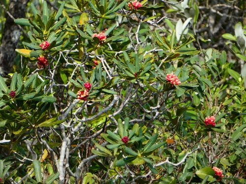 Pittosporum croceum observed 2023-09-10