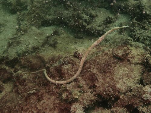 Dubbelknik-zeenaald (Trachyrhamphus bicoarctatus) — Syngnathidae