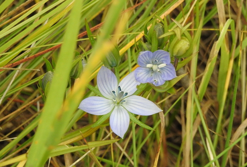 Image of Lomatogonium rotatum by (c) Анна Васильченко, some rights reserved (CC BY)