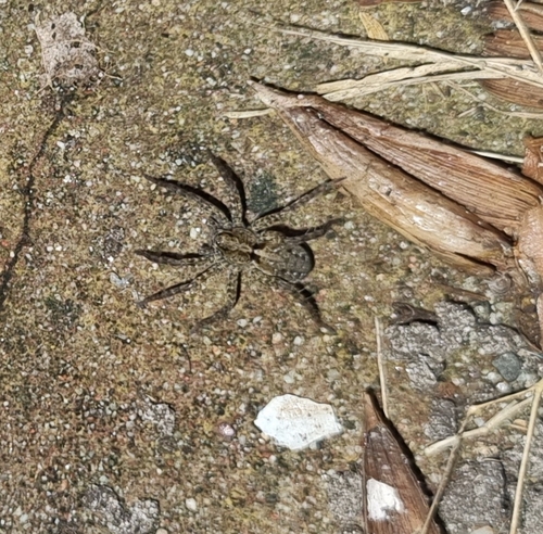 Spotted Wolf Spider, 1792 BD Oudeschild, Nederland, photo 8 of 10