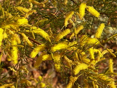Chisholm's wattle (Acacia chisholmii)