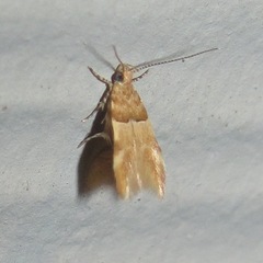 Theisoa constrictella