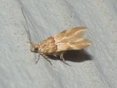 Theisoa constrictella