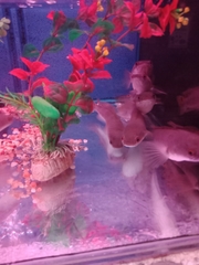 Channa marulioides