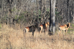 Alcelaphus buselaphus lichtensteinii