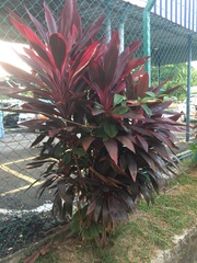 Cordyline fruticosa