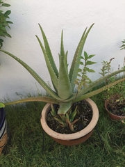 Aloe vera