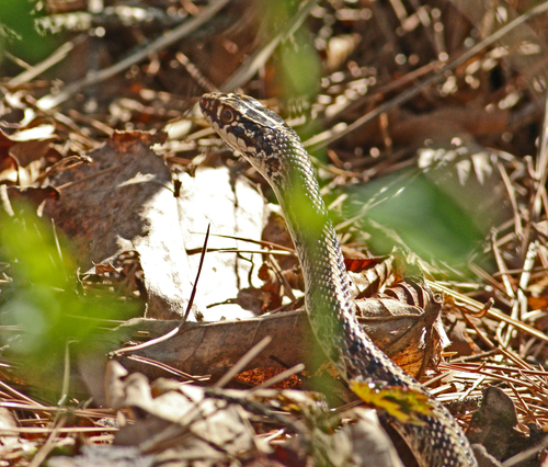 Photo of a Slender Racer (Orientocoluber spinalis)