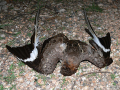 Caprimulgus vexillarius