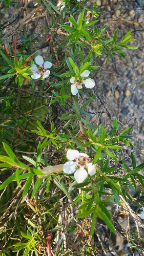 Leptospermum riparium, photograph 1
