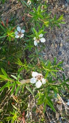(c) Yoav Daniel Bar-Ness, some rights reserved (CC BY) Leptospermum riparium, photograph (c) Yoav Daniel Bar-Ness, some rights reserved (CC BY)