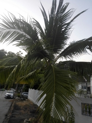 Cocos nucifera