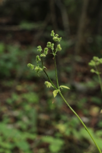 Image of Sanicula chinensis by (c) Tatyana Petrenko, some rights reserved (CC BY)
