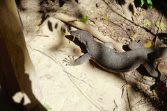 Varanus palawanensis