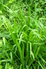 Carex filipes oligostachys - Photo (c) V.S. Volkotrub, some rights reserved (CC BY-NC), uploaded by V.S. Volkotrub