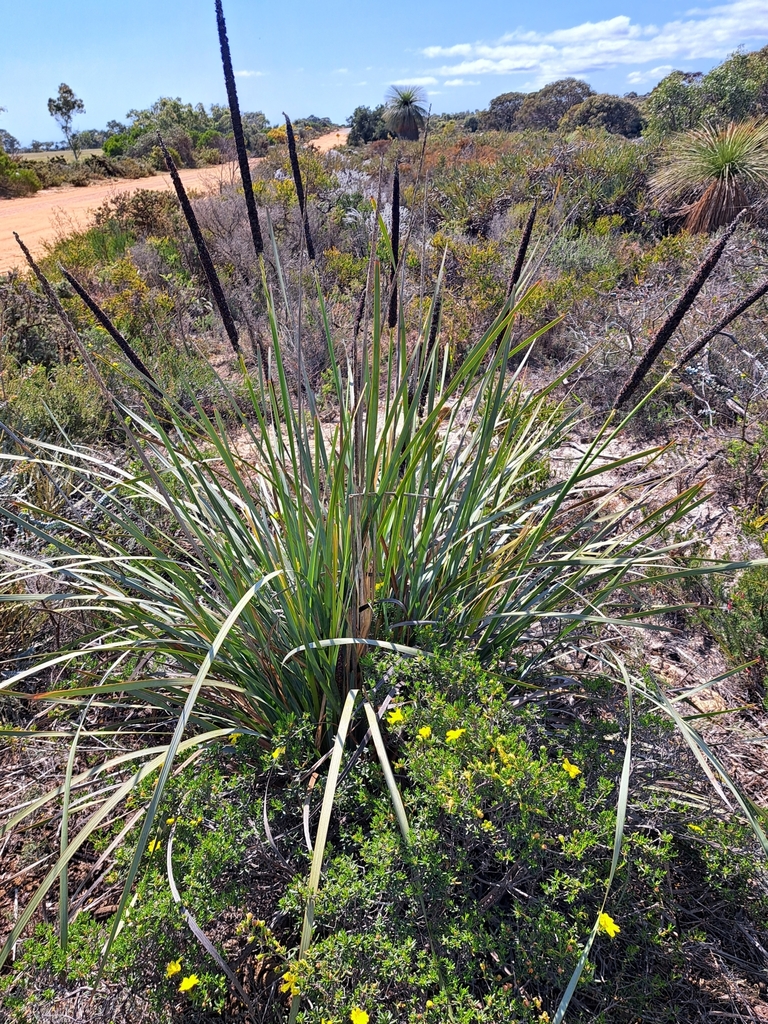 Lomandra hastilis