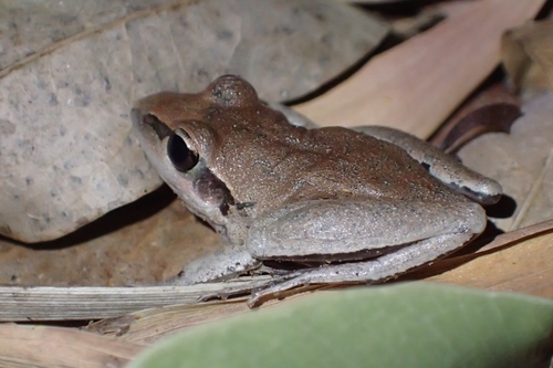 Tornier's Frog, Litoria tornieri