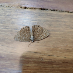 Poritia sumatrae