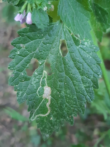 Amauromyza lamii